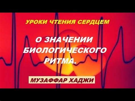 Понимание биологического ритма