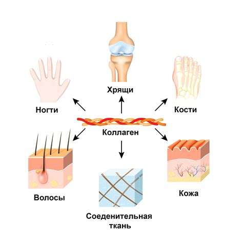 Понятие и основные свойства коллагена