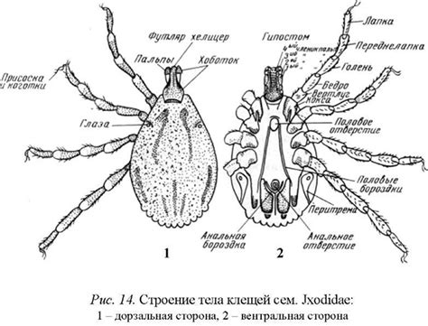 Понятие клеща и его строение