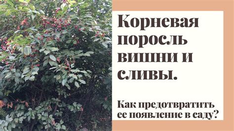 Поросль вишни: проблемы и решения