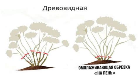 Порядок обрезки гортензии