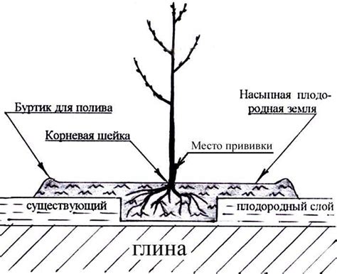 Посадка и размещение растения