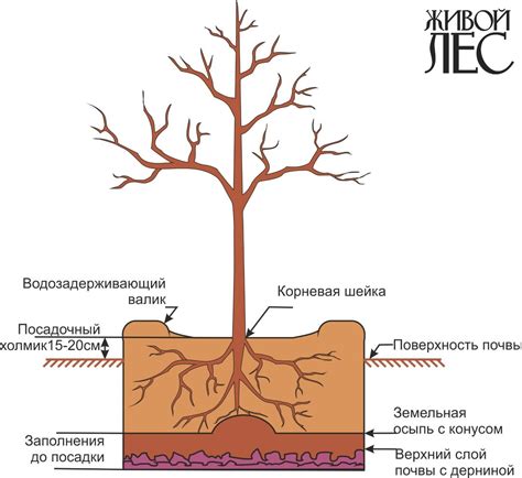 Посадка с зазором для деревьев и кустарников