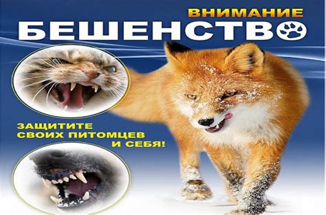 Последствия царапины и возможное заражение бешенством