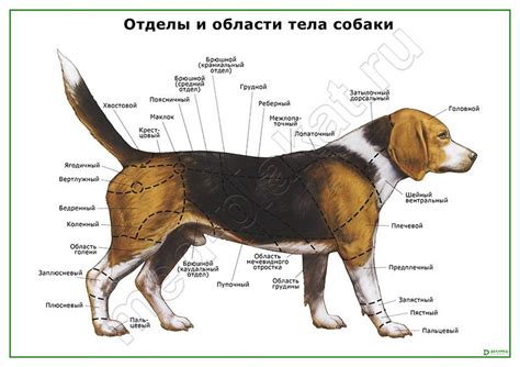 Построение контуров тела собаки