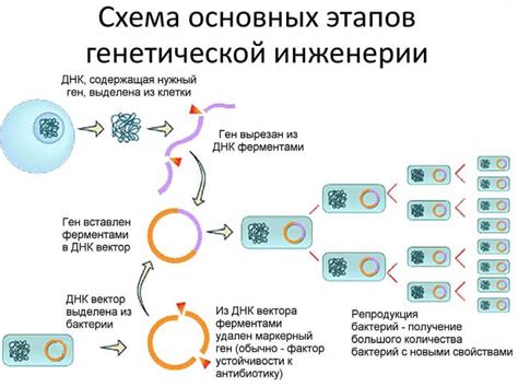 Потенциальные перспективы генной модификации у взрослых