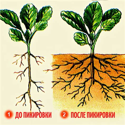 Почему важно увеличить корневую систему рассады томатов