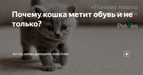 Почему кошка метит при течке?