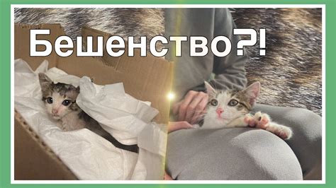 Почему нельзя выпускать котенка на улицу без подготовки?