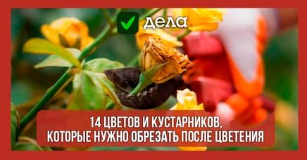 Почему нужно обрезать лупины после цветения?