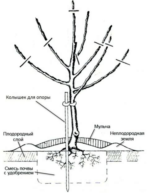 Почему нужно обрезать саженцы перед осенней посадкой