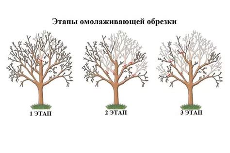 Правила обрезки роджерсии