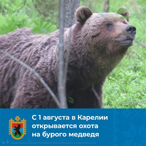 Правила охоты на медведя в Карелии