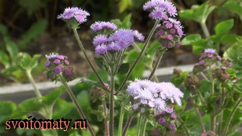 Правила посадки агератума в грунт