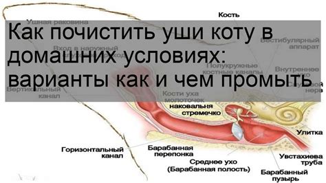 Правильная настройка ушей