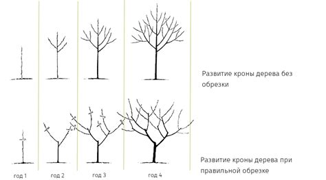 Правильная обрезка и формирование растений