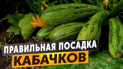 Правильная последовательность посадки кабачков и чеснока