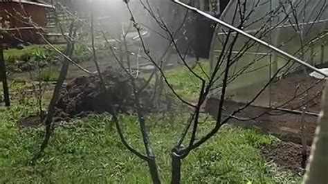 Правильное ухаживание за гусеницей в банке летом