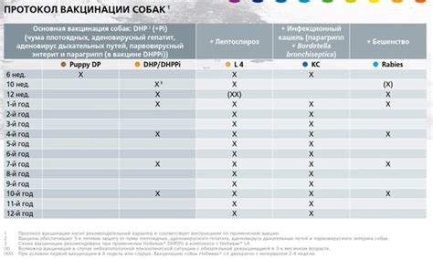 Правильность глистогонения