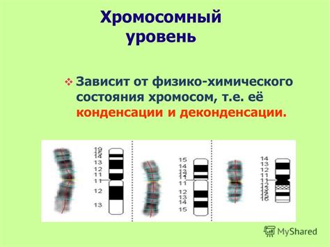 Практическое применение исследований максимальной конденсации хромосом