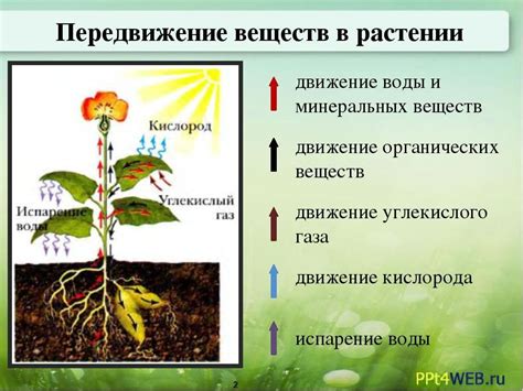 Предотвращение конкуренции растений за питательные вещества