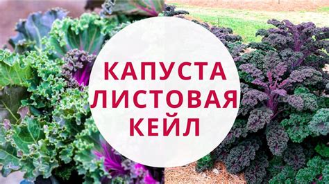 Преимущества использования китайской капусты в борще