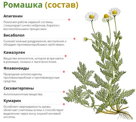 Преимущества и недостатки использования ромашки