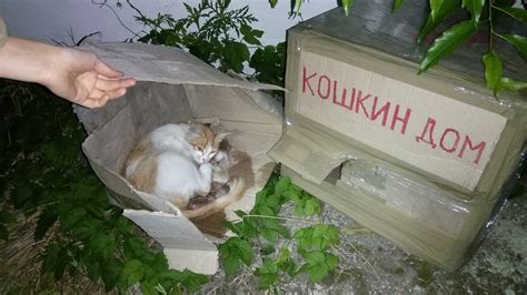 Преимущества и недостатки передачи котят в приют