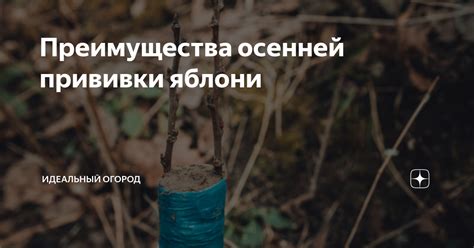 Преимущества и недостатки прививки яблони к черемухе