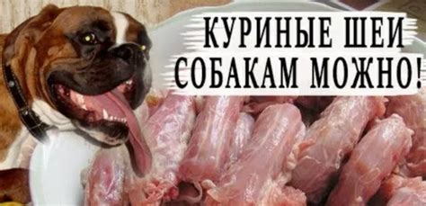 Преимущества куриных шей для кошек