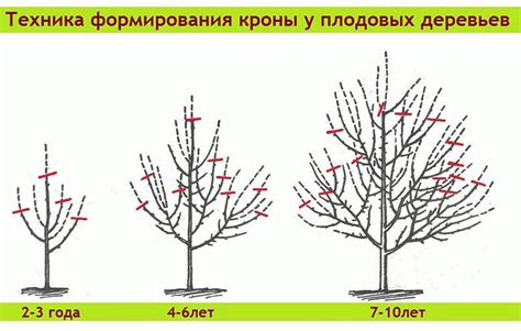 Преимущества обрезки макушки вишни для дерева