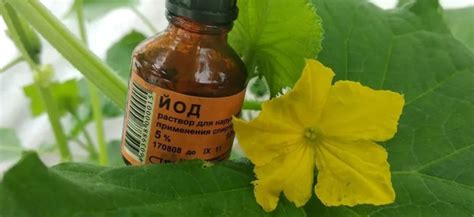 Преимущества опрыскивания огурцов дегтярным мылом