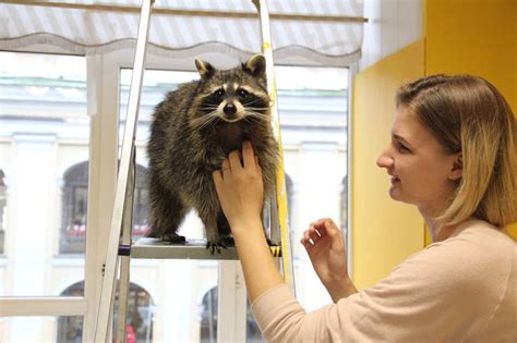 Преимущества содержания дворняжки в квартире