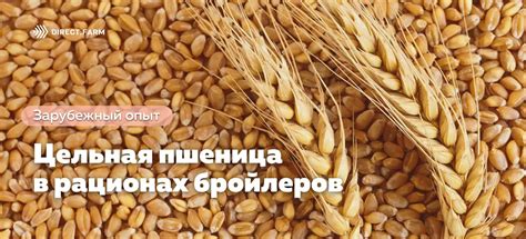 Преимущества цельной пшеницы для свиней