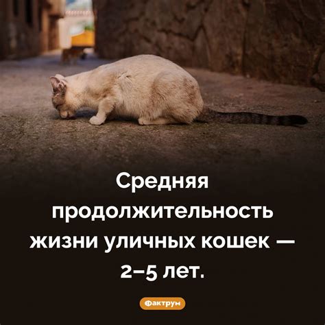 Привлеките внимание уличных кошек