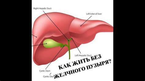 Прием пищи без желчного пузыря: как подобрать напитки