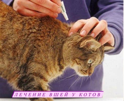 Признаки и последствия наличия вшей у кошек