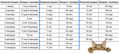 Признаки седины у котов и их значение для определения возраста