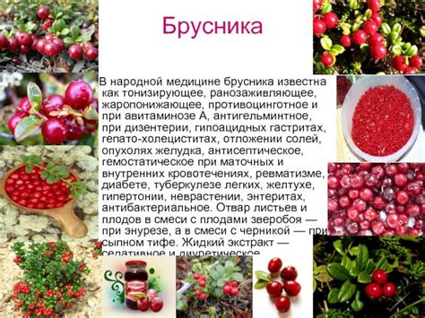 Применение брусники для укрепления иммунитета