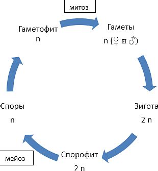 Применение циклов в цикле