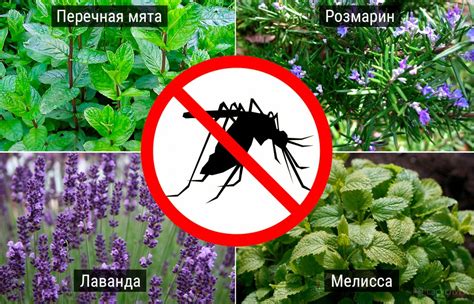 Примените природные отпугиватели