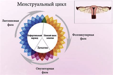 Примеры исследований на 29-й день цикла