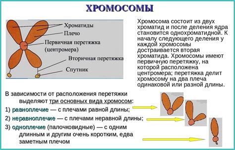 Примеры организмов с хромосомами, состоящими из двух хроматид: