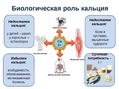 Принципы повышения содержания кальция в организме человека