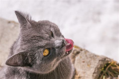 Причины, по которым кот прячет нос