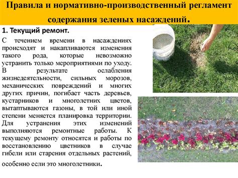 Проблематика сохранения зеленых насаждений