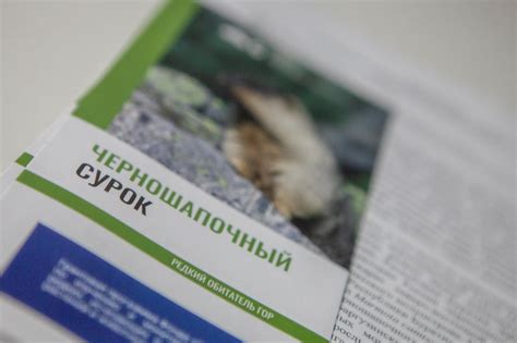 Проблемы сохранения популяции сурка