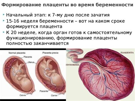 Проверка положения плаценты врачом