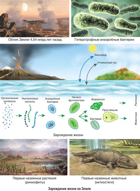 Прокариоты и эукариоты: эволюция жизни на Земле