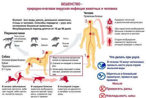 Профилактика бешенства и ее эффективность